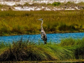 Everglades National Park in Everglades National Park, USA - Travel photography by Rohan Goel