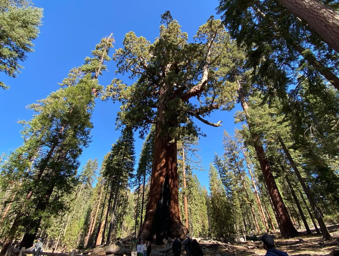 Yappy Yosemite in Yosemite National Park, CA, USA - Travel photography by Rohan Goel