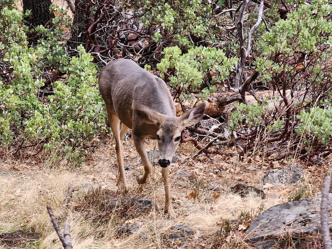 Yappy Yosemite in Yosemite National Park, CA, USA - Travel photography by Rohan Goel