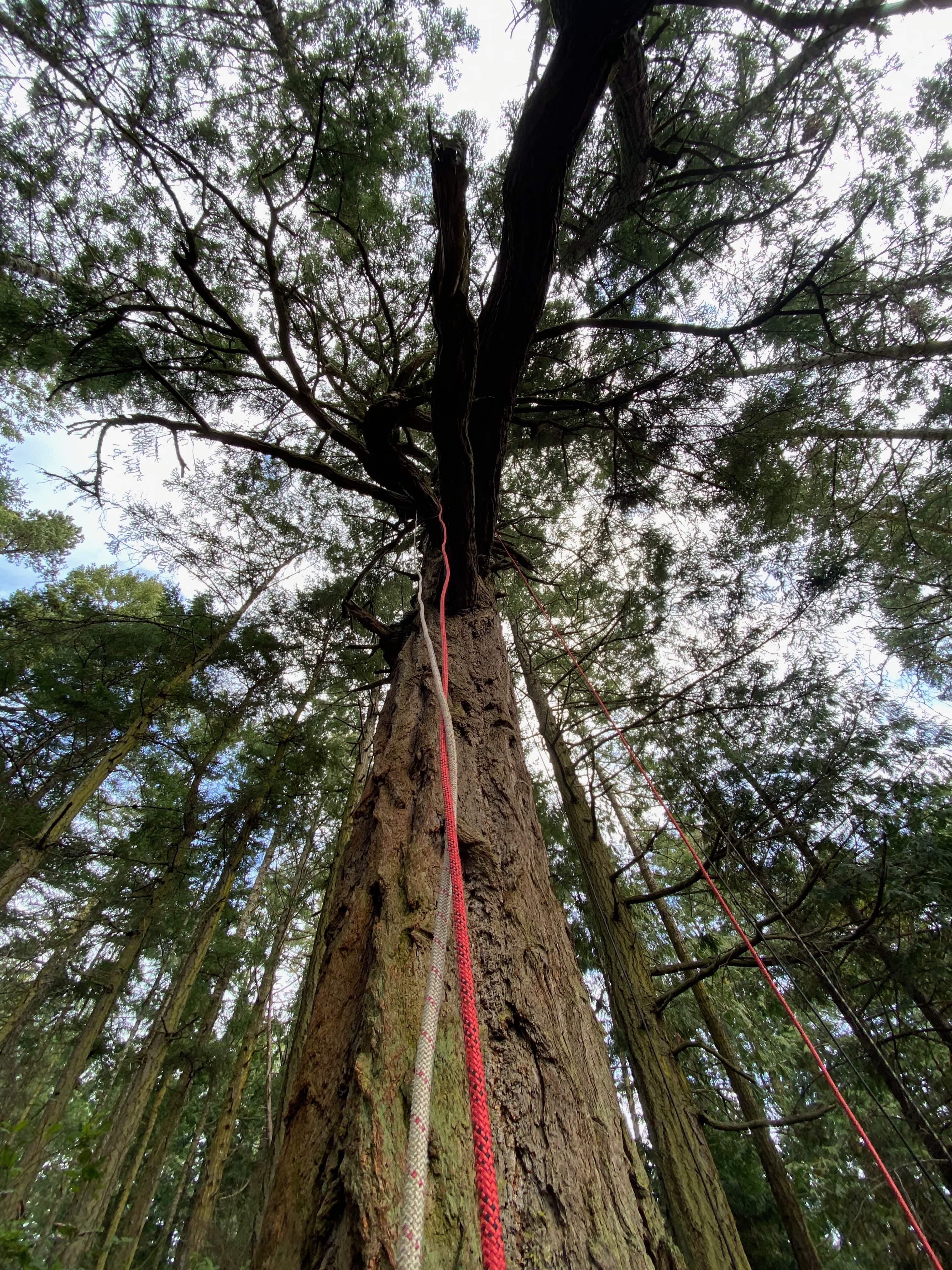 Tree Climbing in Lopez Island - MemExp Blog Tree Climbing in Lopez Island in Lopez Island, WA, USA - Travel photography by Rohan Goel