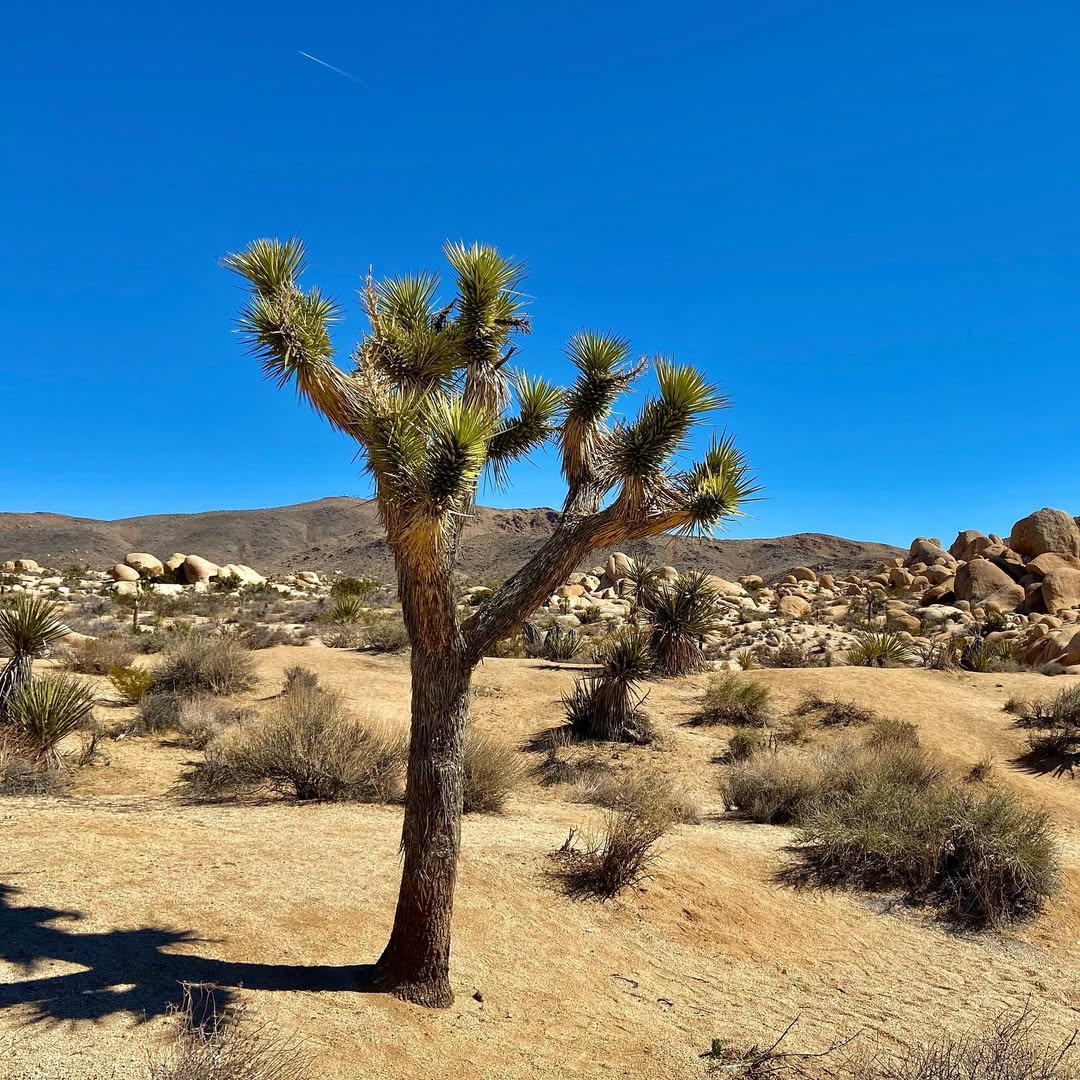 Jolly Joshua - MemExp Blog Jolly Joshua in Joshua Tree National Park, USA - Travel photography by Rohan Goel