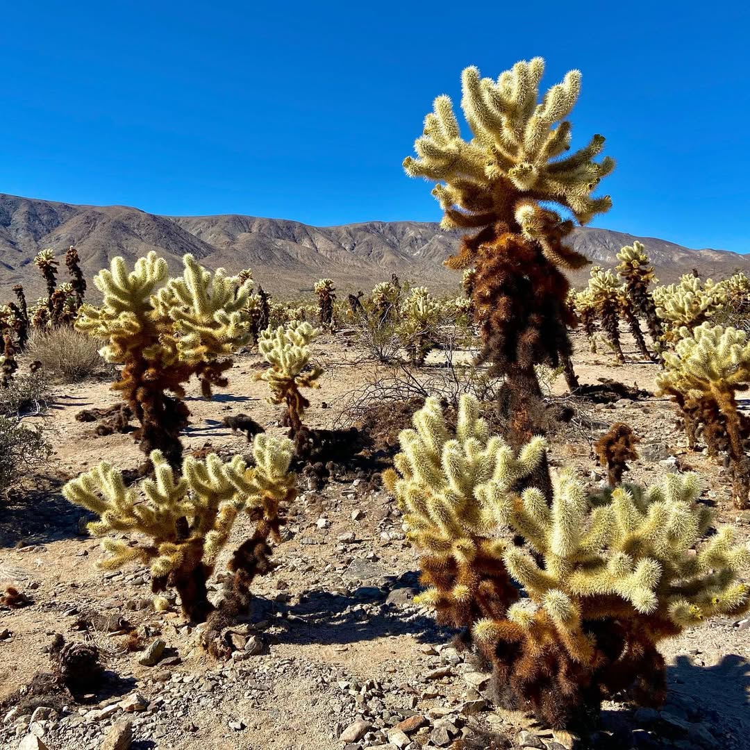 Jolly Joshua - MemExp Blog Jolly Joshua in Joshua Tree National Park, USA - Travel photography by Rohan Goel