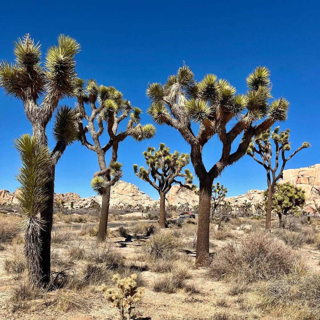 Jolly Joshua - MemExp Blog Jolly Joshua in Joshua Tree National Park, USA - Travel photography by Rohan Goel
