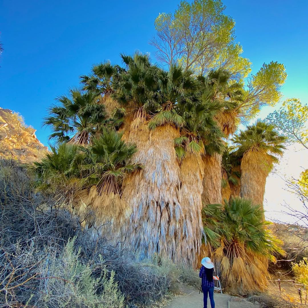 Jolly Joshua - MemExp Blog Jolly Joshua in Joshua Tree National Park, USA - Travel photography by Rohan Goel