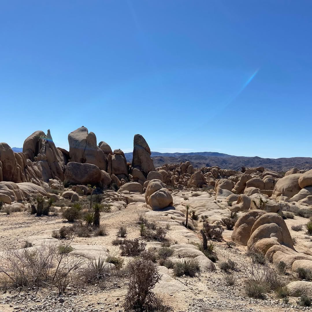 Jolly Joshua - MemExp Blog Jolly Joshua in Joshua Tree National Park, USA - Travel photography by Rohan Goel