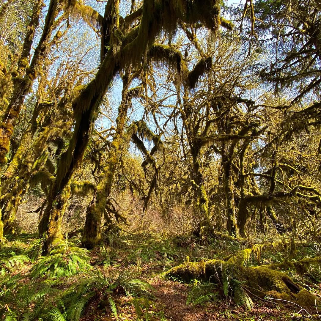 Outstanding Olympic Peninsula in Olympic Peninsula, WA, USA - Travel photography by Rohan Goel