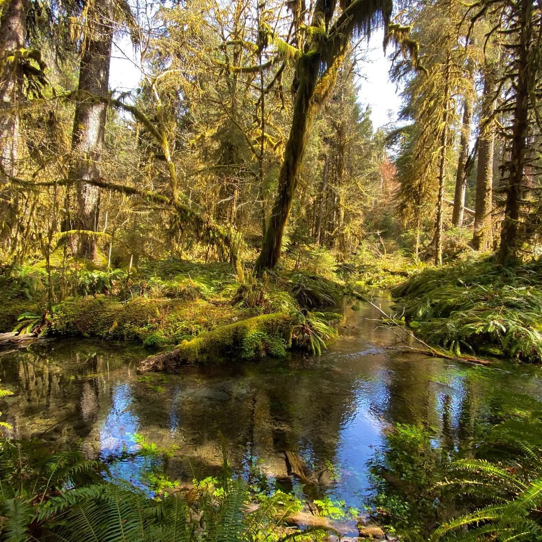 Outstanding Olympic Peninsula in Olympic Peninsula, WA, USA - Travel photography by Rohan Goel