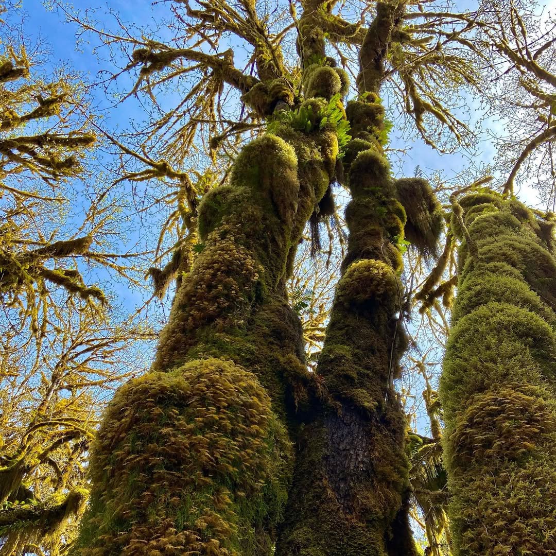 Outstanding Olympic Peninsula in Olympic Peninsula, WA, USA - Travel photography by Rohan Goel