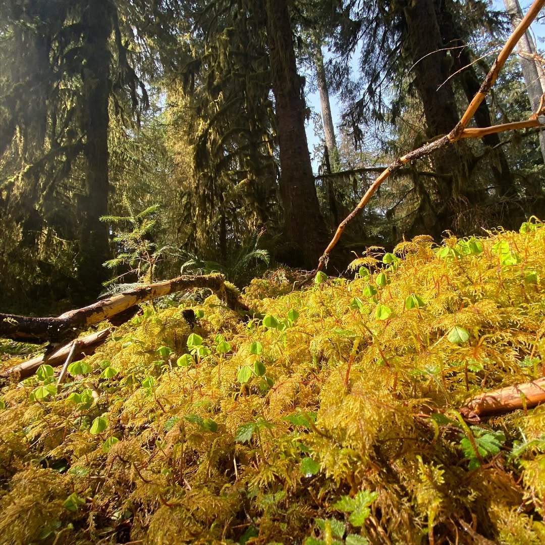 Outstanding Olympic Peninsula in Olympic Peninsula, WA, USA - Travel photography by Rohan Goel