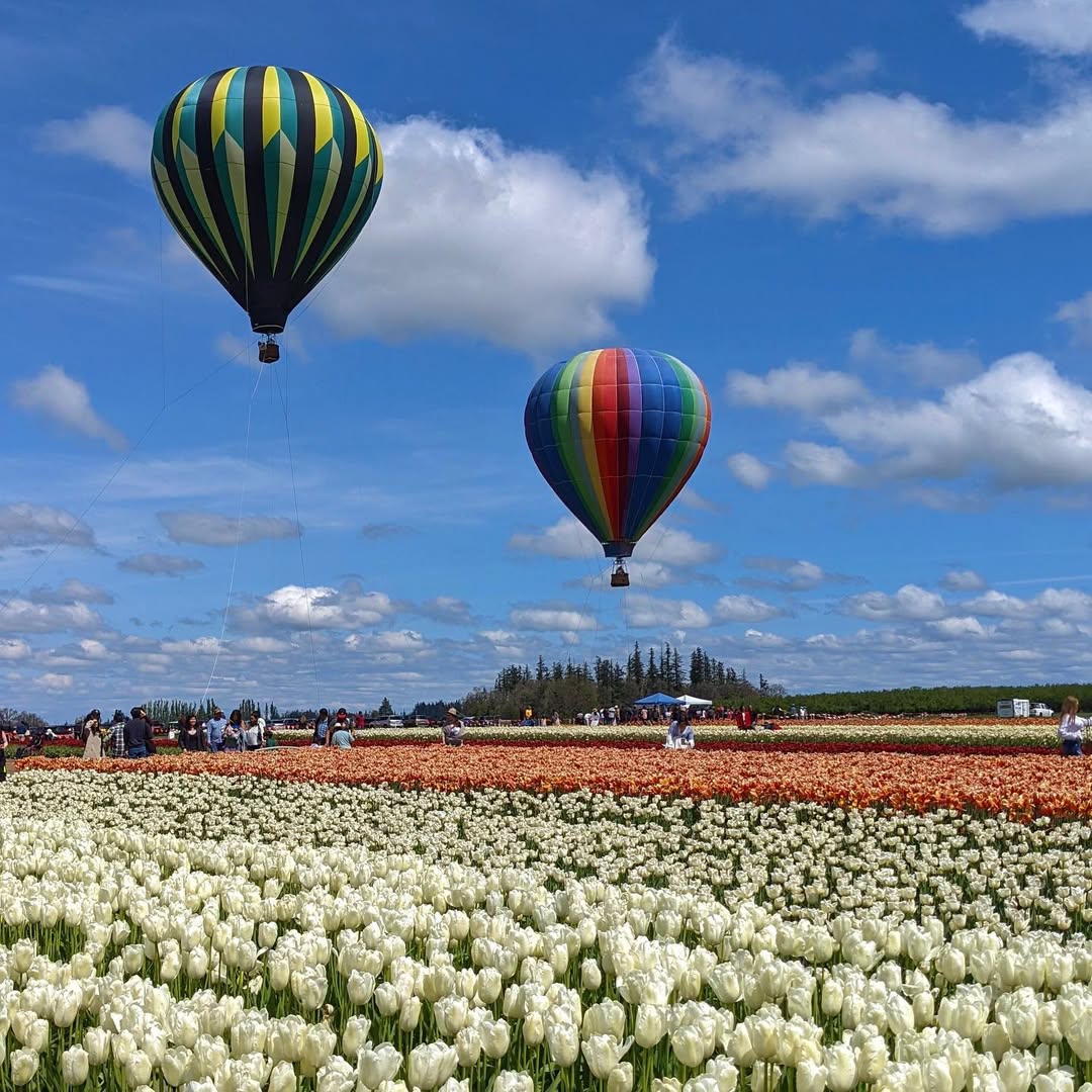 Spring in WA in Seattle, Washington, USA - Travel photography by Rohan Goel