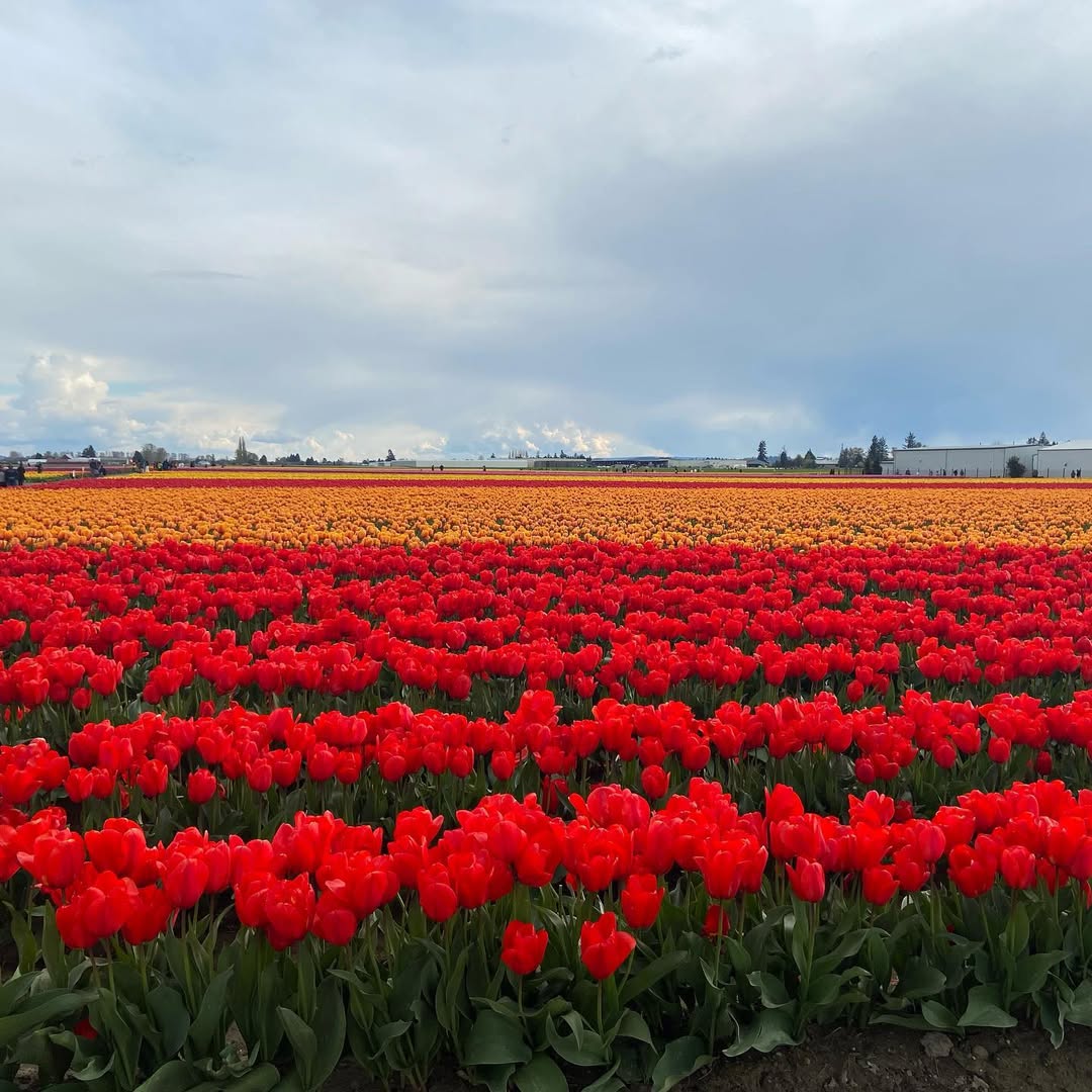 Spring in WA in Seattle, Washington, USA - Travel photography by Rohan Goel