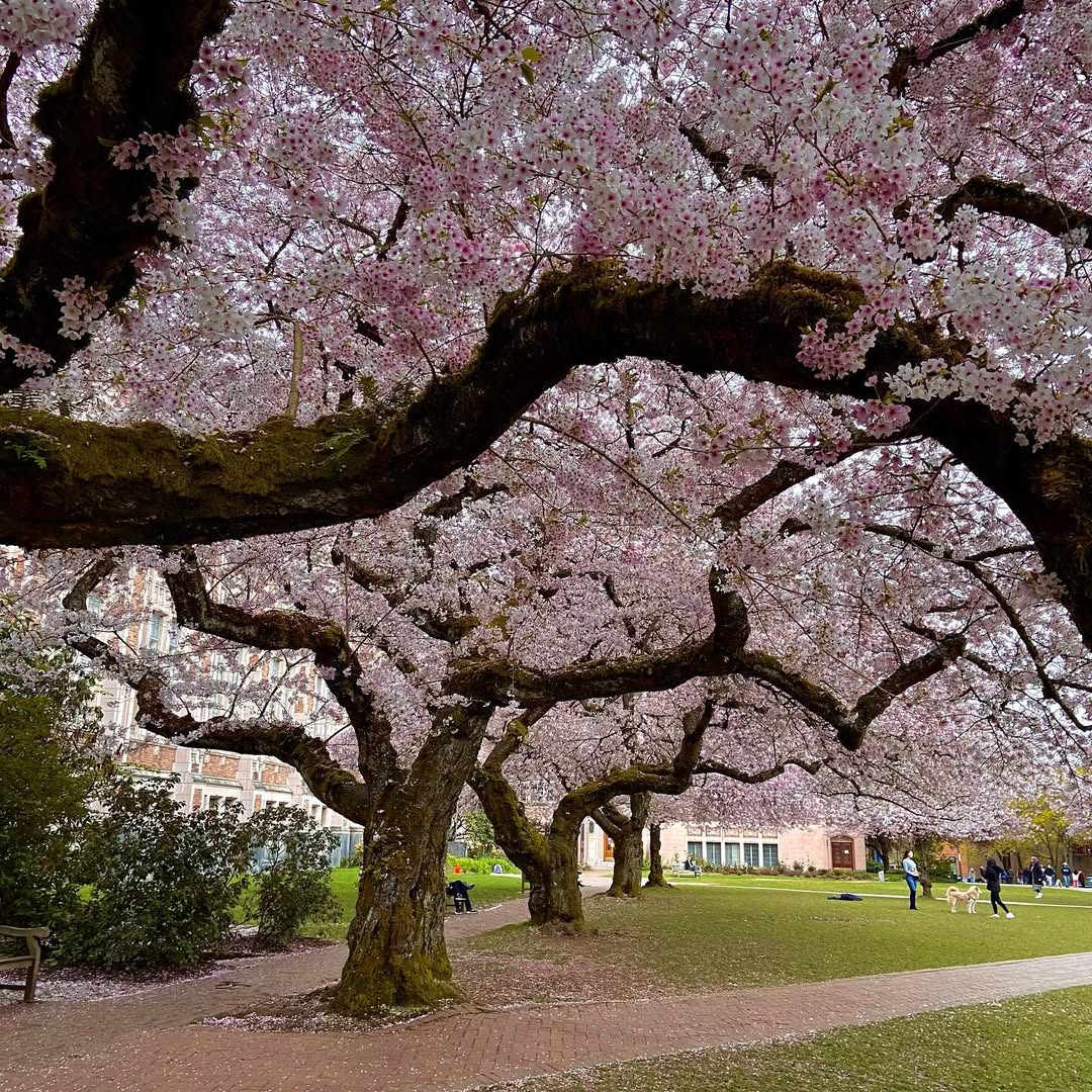 Spring in WA in Seattle, Washington, USA - Travel photography by Rohan Goel