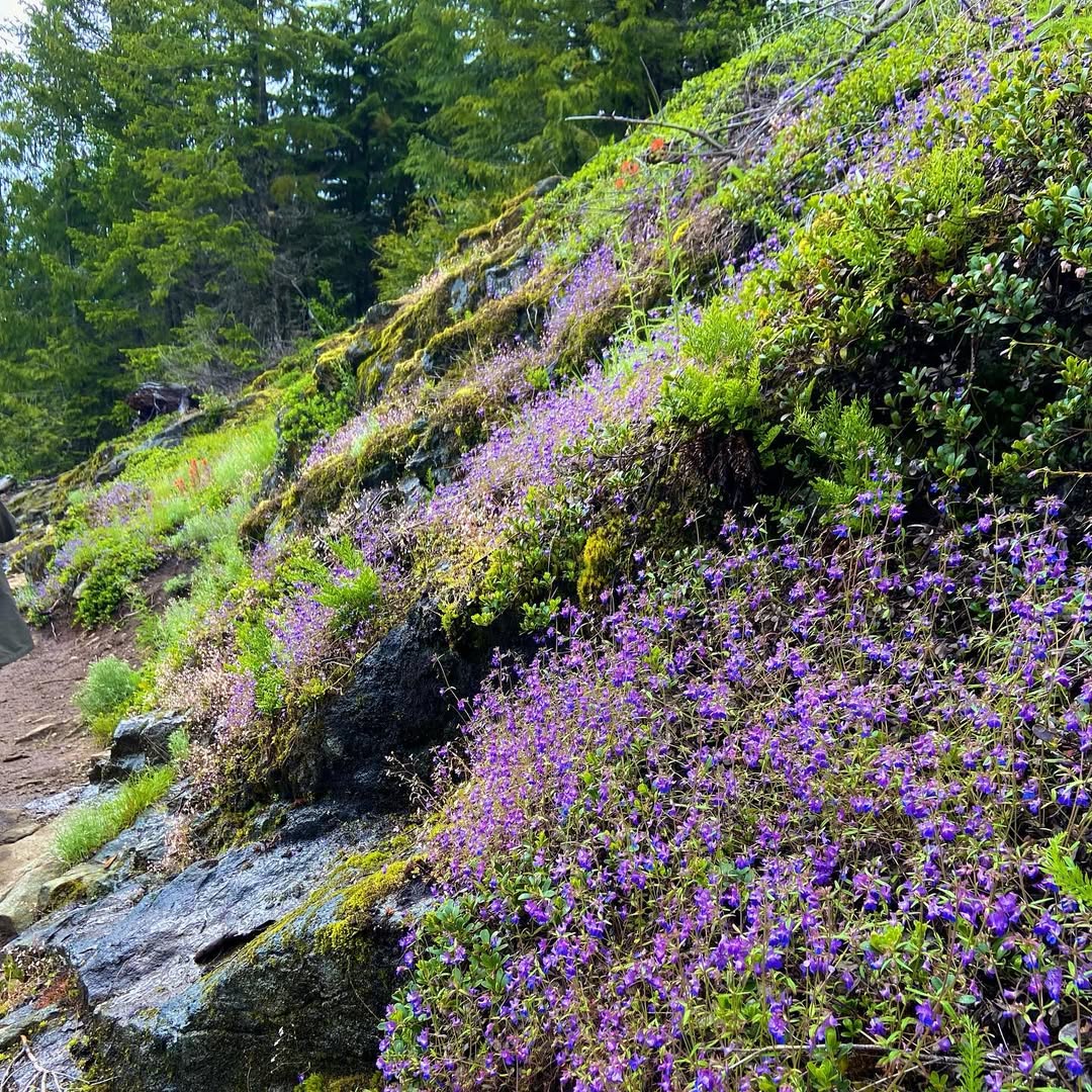 Dirty Harry Balcony Trail in North Bend, WA, USA - Travel photography by Rohan Goel