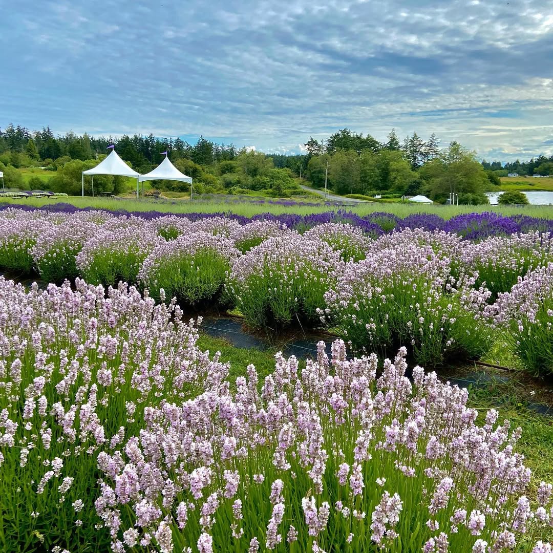 San Juan Islands in San Juan Islands, USA - Travel photography by Rohan Goel