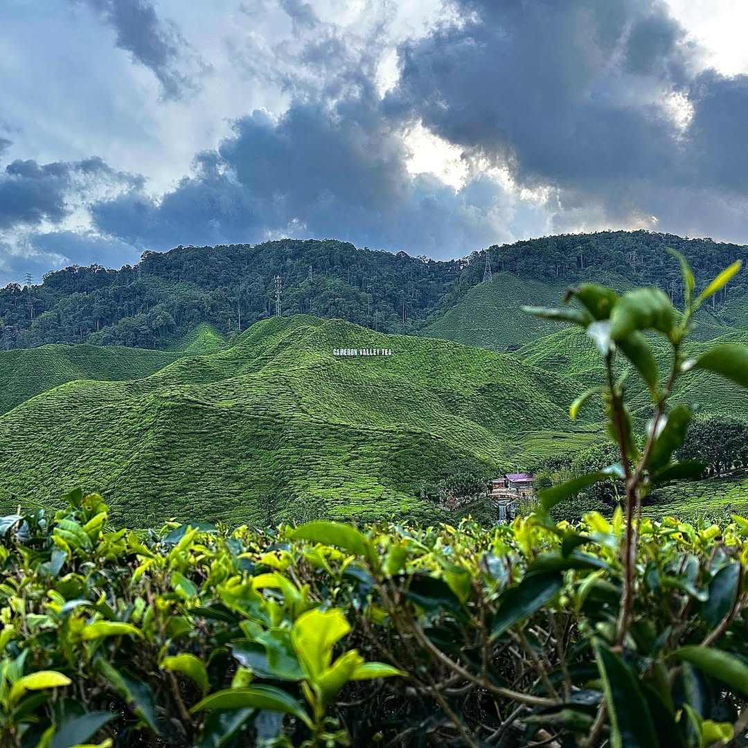Classy Cameron Highlands in Cameron Highlands, Pahang, Malaysia, Malaysia - Travel photography by Rohan Goel