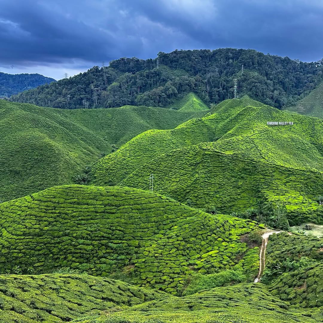 Classy Cameron Highlands in Cameron Highlands, Pahang, Malaysia, Malaysia - Travel photography by Rohan Goel
