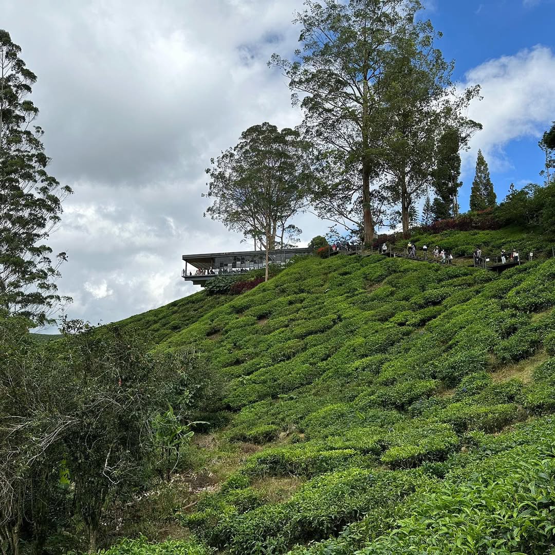 Classy Cameron Highlands in Cameron Highlands, Pahang, Malaysia, Malaysia - Travel photography by Rohan Goel