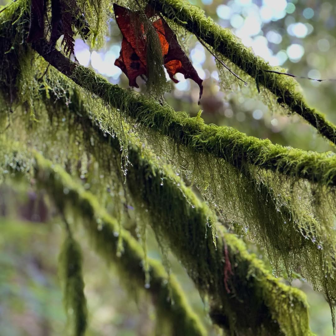 Fragrance Lake in Fragrance Lake, USA - Travel photography by Rohan Goel