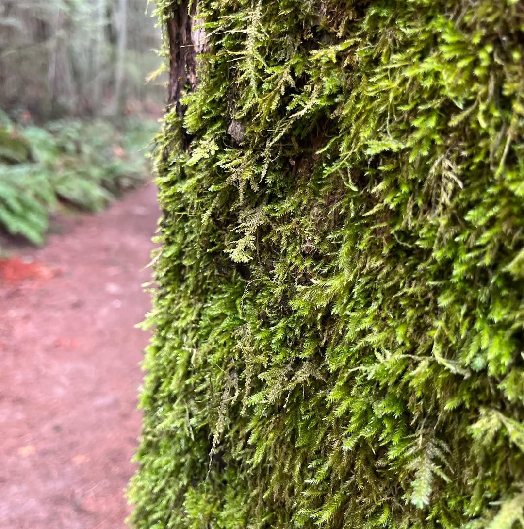 Fragrance Lake in Fragrance Lake, USA - Travel photography by Rohan Goel