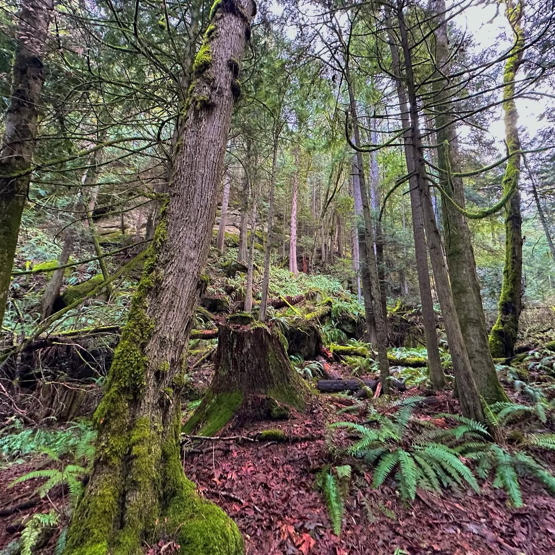 Fragrance Lake in Fragrance Lake, USA - Travel photography by Rohan Goel