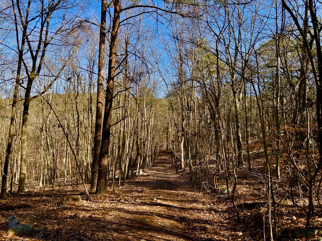 =Pine Mountain Hike. MemExp Blog. Rohan Goel