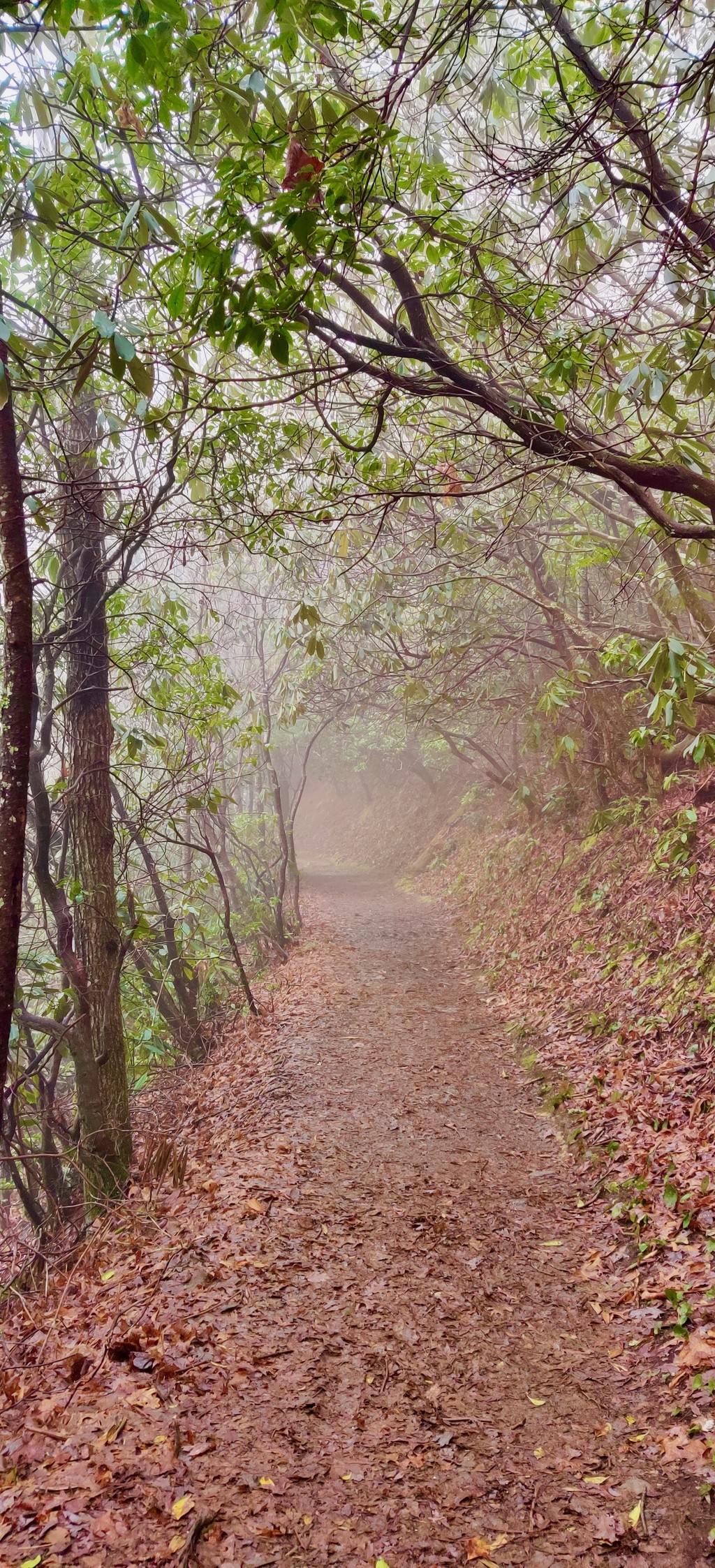 =Great Smoky Mountains. MemExp Blog. Rohan Goel