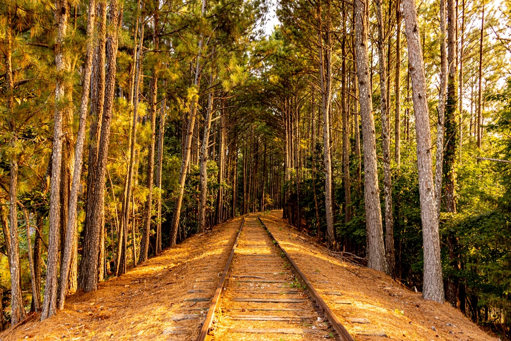 Stone Mountain Hike. MemExp Blog. Rohan Goel