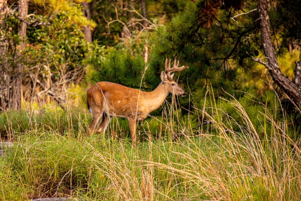 Stone Mountain Hike. MemExp Blog. Rohan Goel