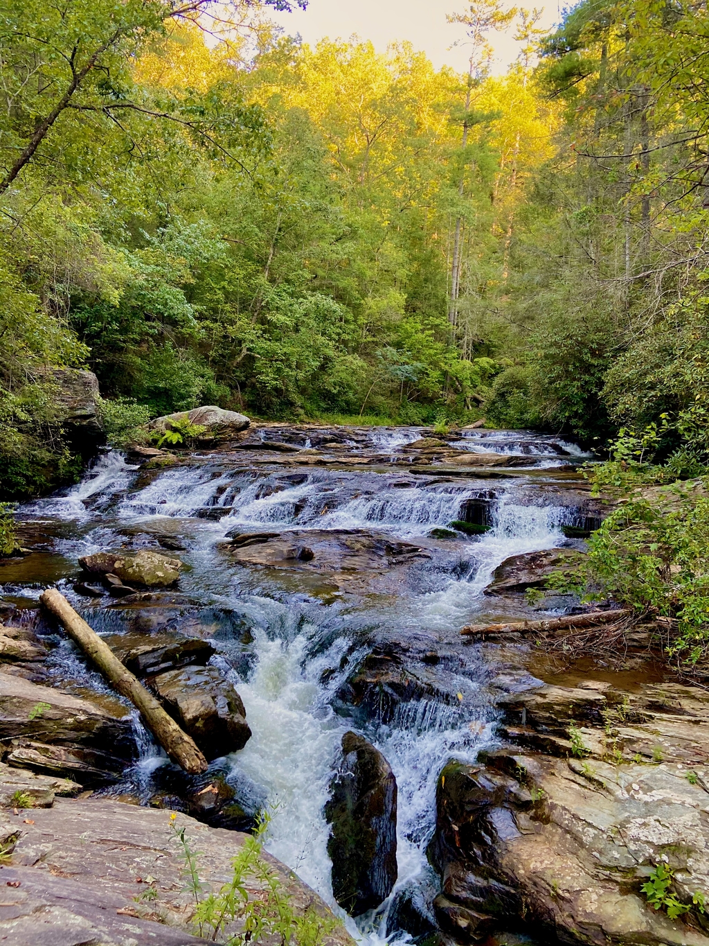 Laborious Panther Creek. MemExp Blog. Rohan Goel