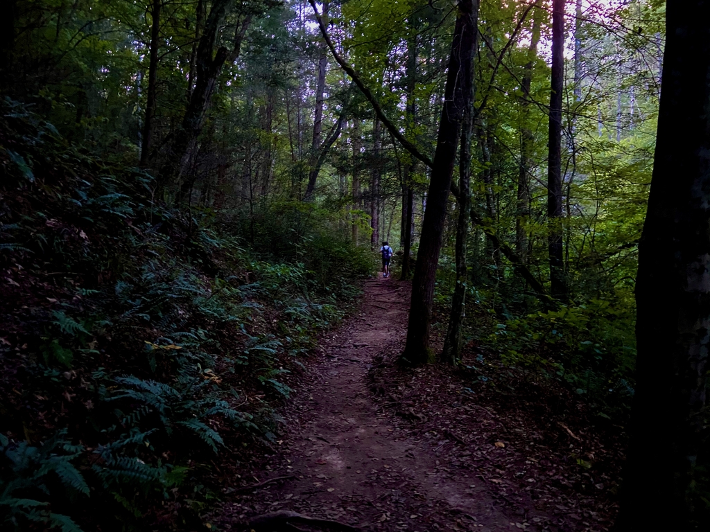 Laborious Panther Creek. MemExp Blog. Rohan Goel