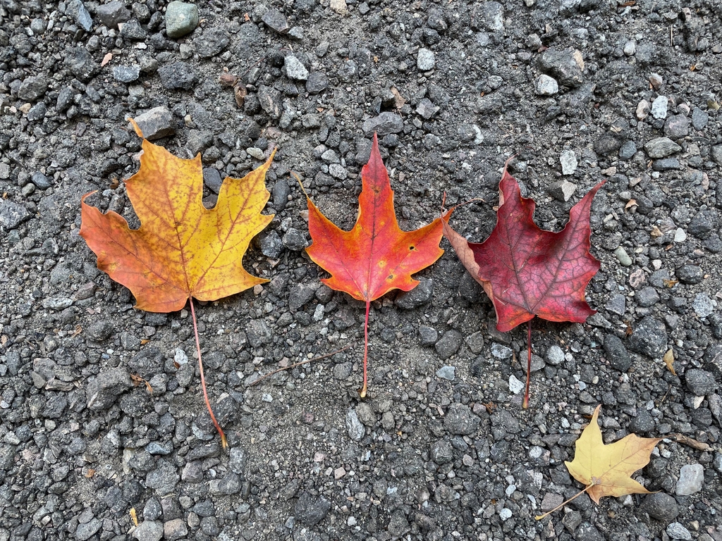 Vibrant Vermont. MemExp Blog. Rohan Goel