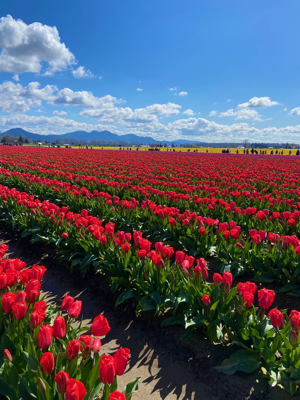 =Skagit Tulip Festival. MemExp Blog. Rohan Goel