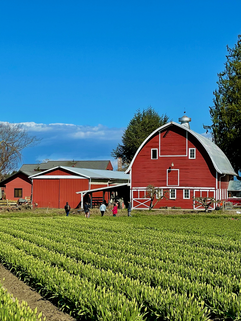 Skagit Tulip Festival. MemExp Blog. Rohan Goel