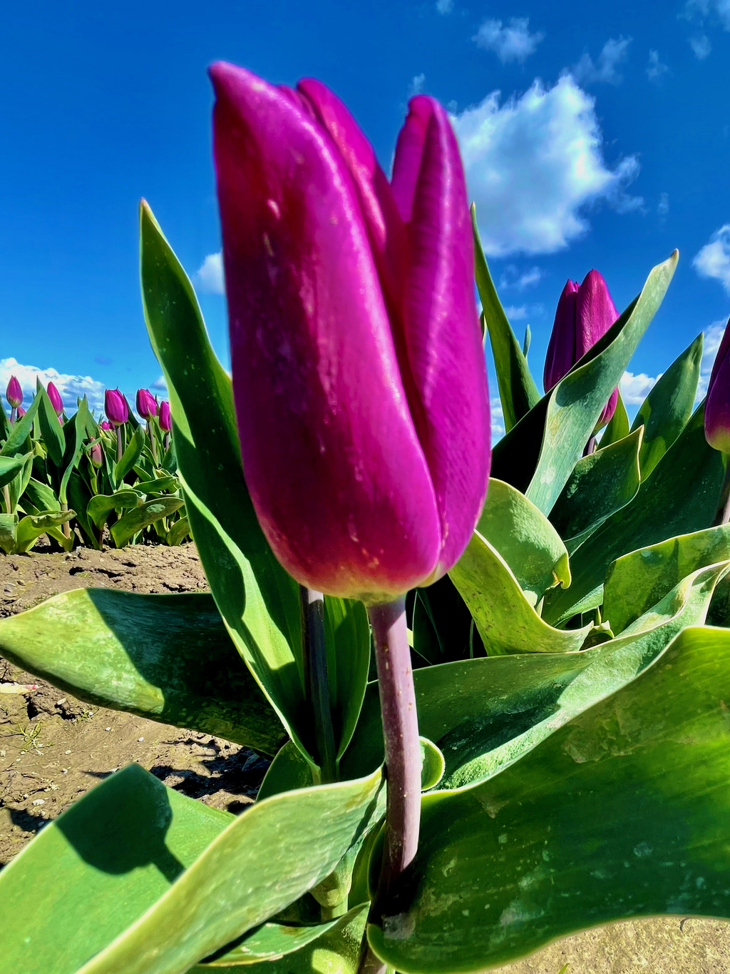 Skagit Tulip Festival. MemExp Blog. Rohan Goel