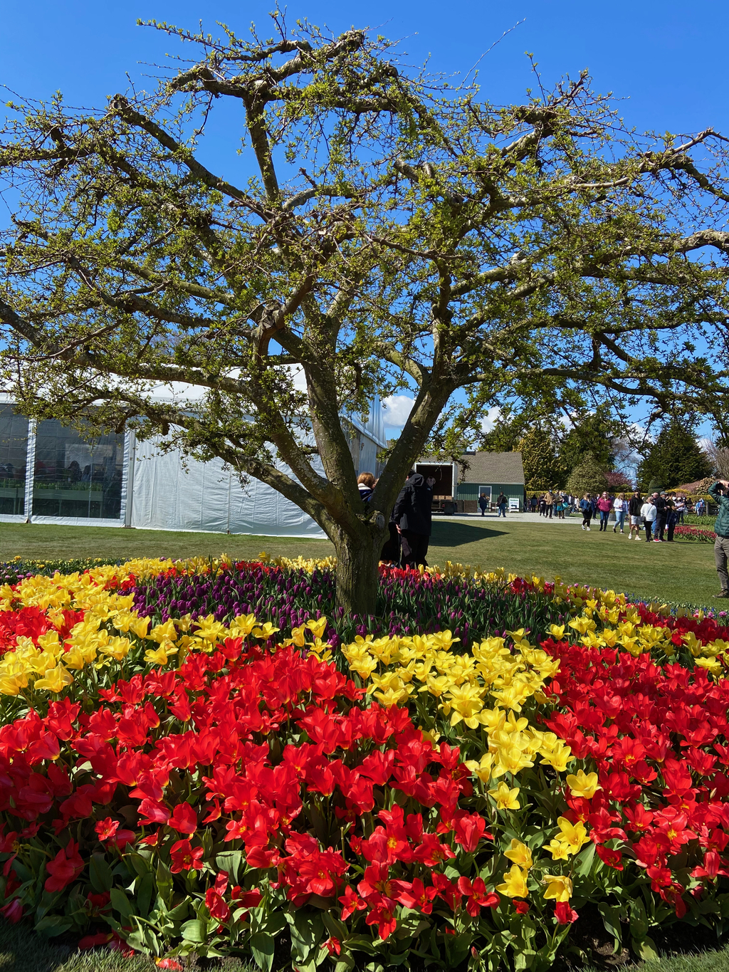 Skagit Tulip Festival. MemExp Blog. Rohan Goel