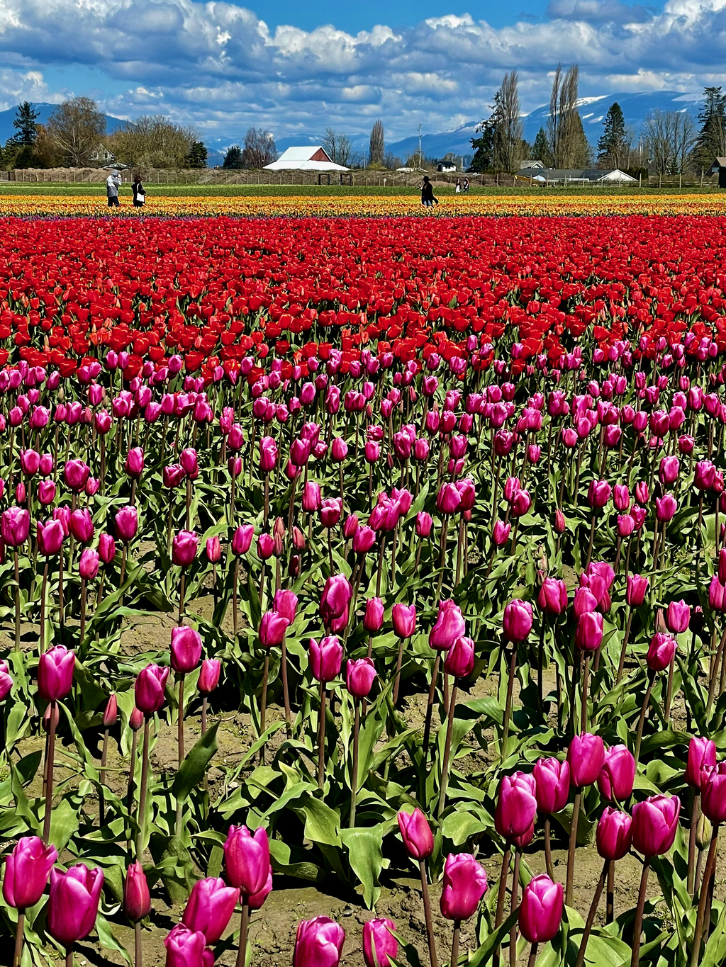 Skagit Tulip Festival. MemExp Blog. Rohan Goel