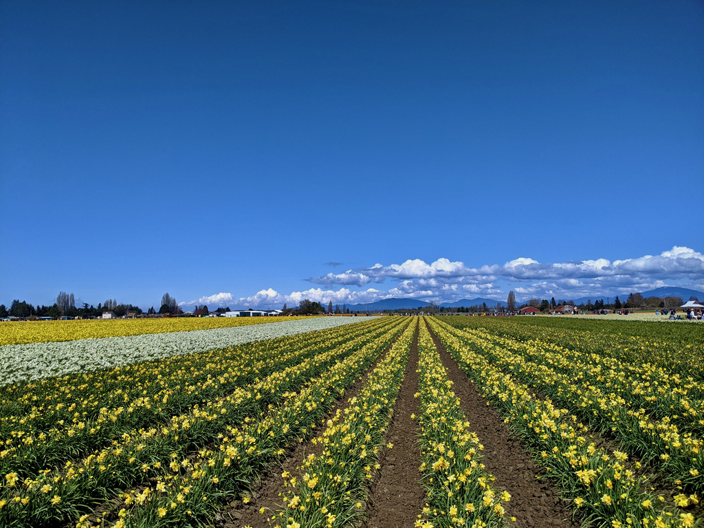 =Skagit Tulip Festival. MemExp Blog. Rohan Goel