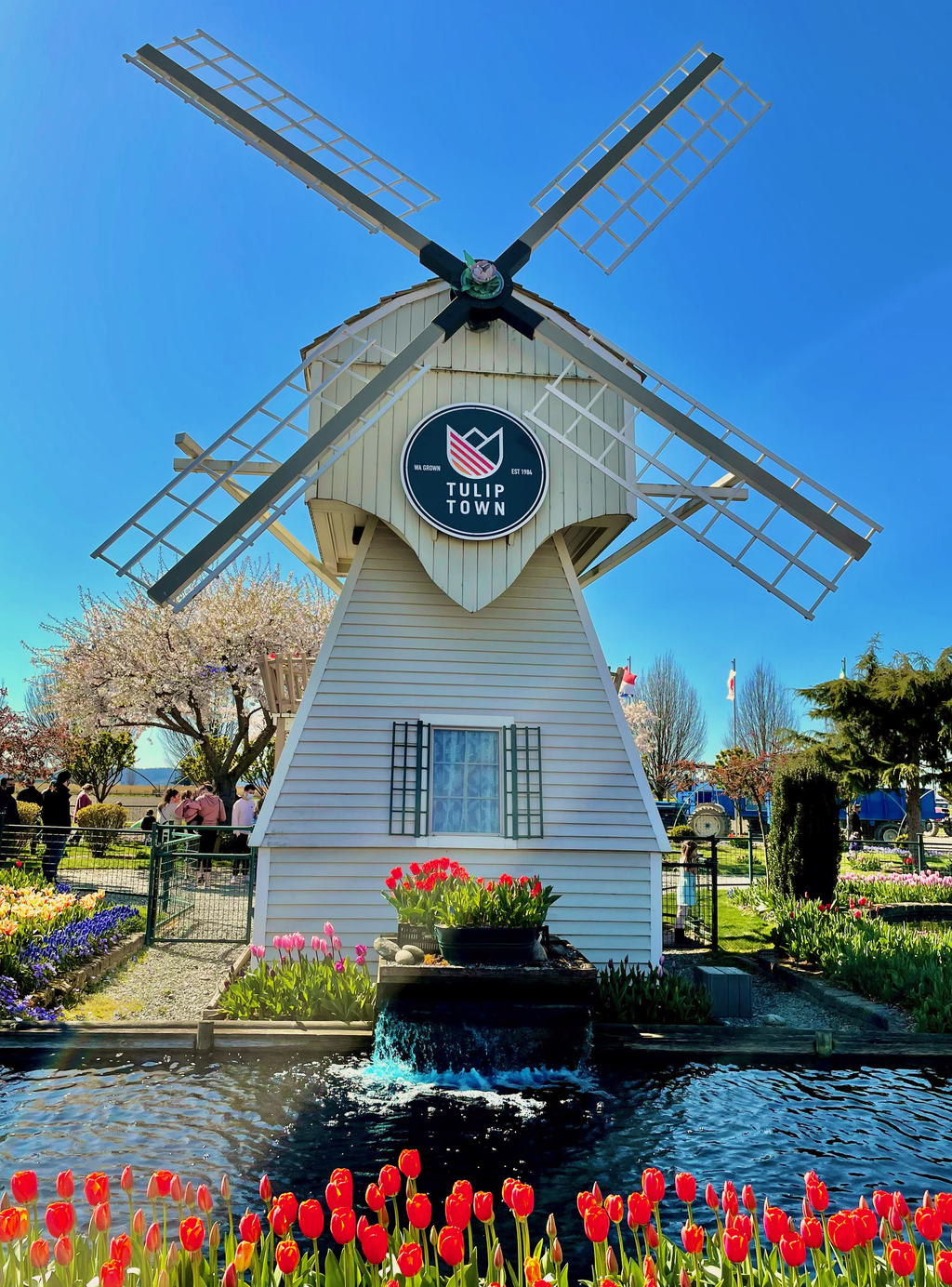 Skagit Tulip Festival. MemExp Blog. Rohan Goel