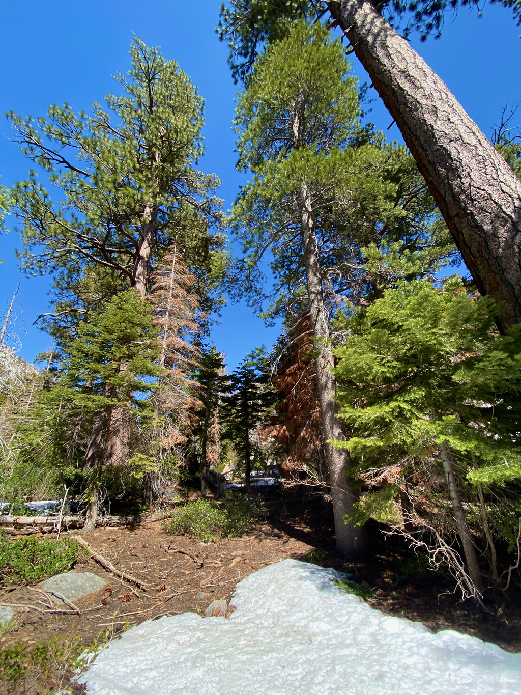 Spectacular Tahoe. MemExp Blog. Rohan Goel