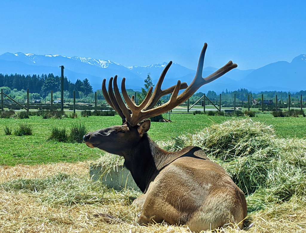 Olympic Peninsula. MemExp Blog. Rohan Goel