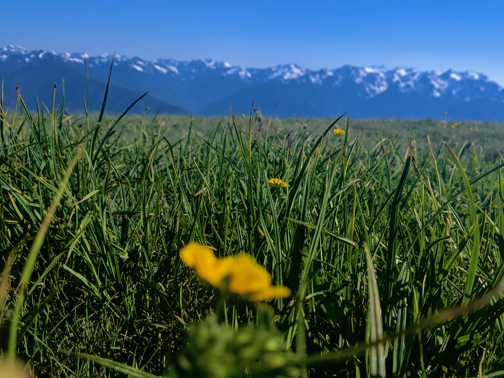 Olympic Peninsula. MemExp Blog. Rohan Goel