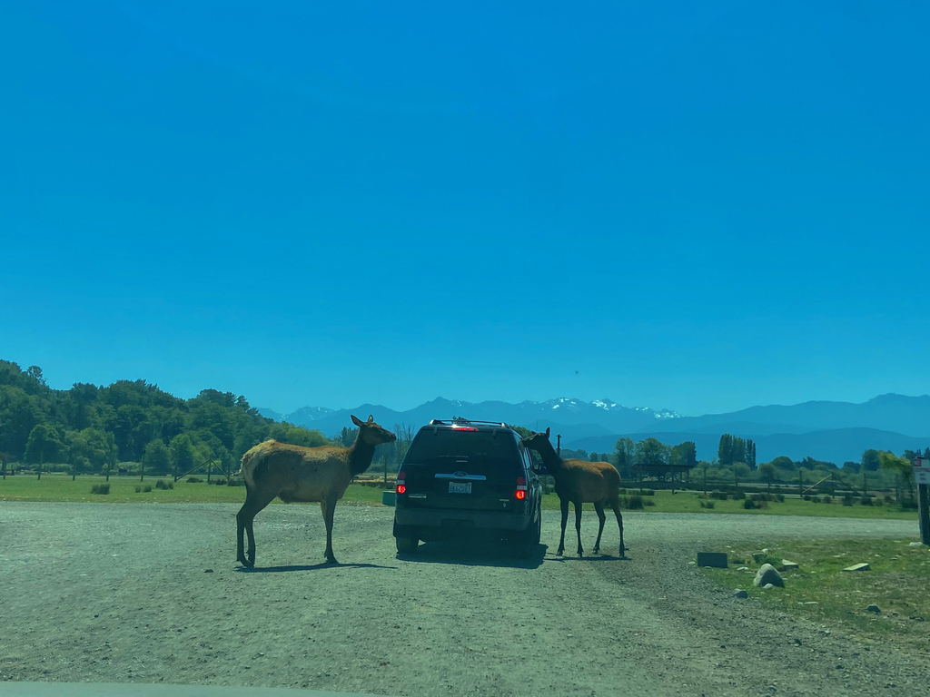 =Olympic Peninsula. MemExp Blog. Rohan Goel