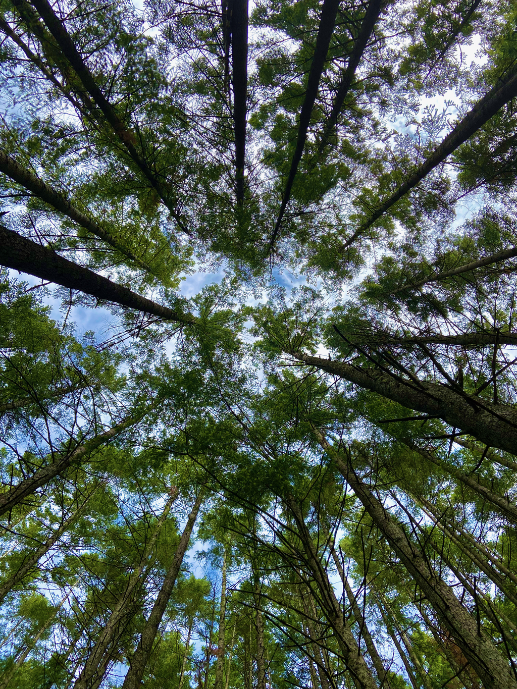 Oyster Dome Trail. MemExp Blog. Rohan Goel