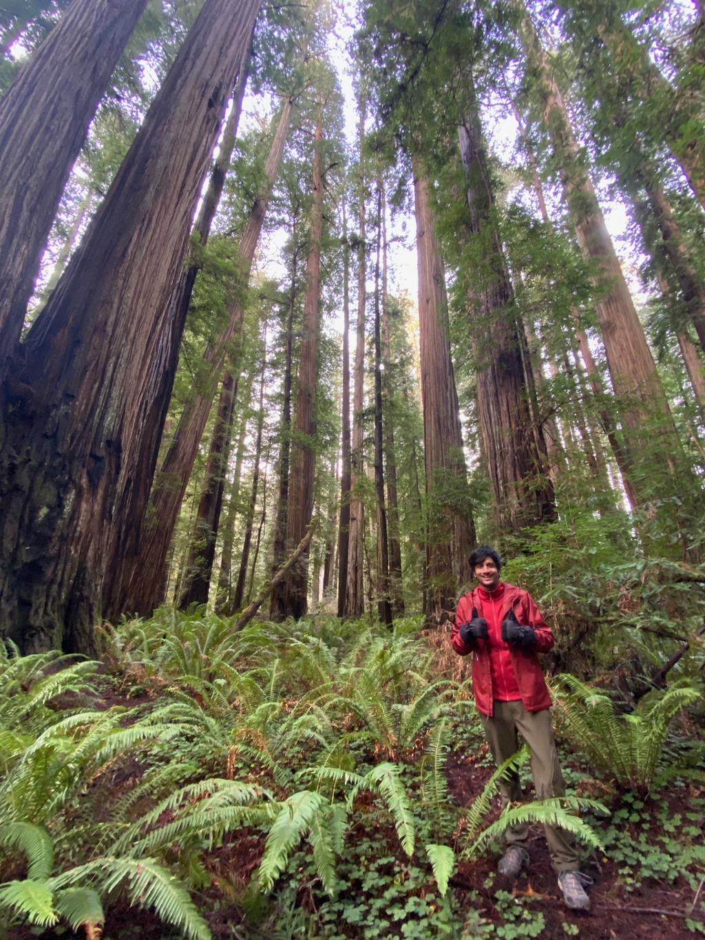 Ravishing Redwoods. MemExp Blog. Rohan Goel
