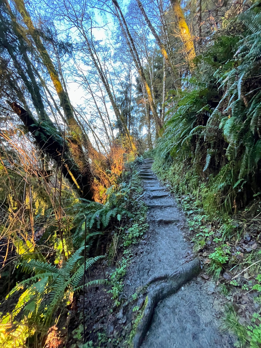 Ravishing Redwoods. MemExp Blog. Rohan Goel