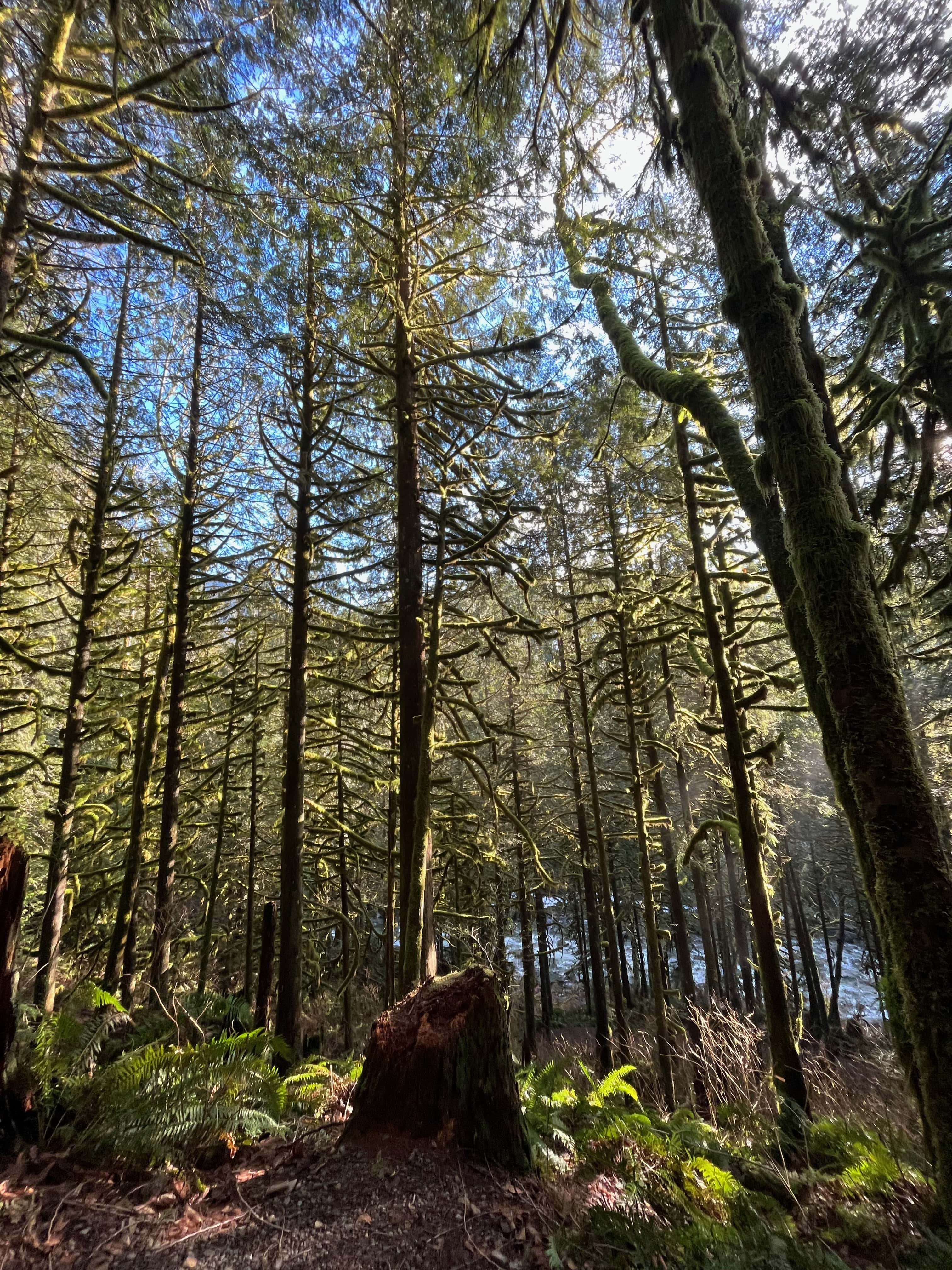 Wondeful Wallace Falls. MemExp Blog. Rohan Goel