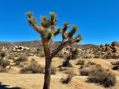 Jolly Joshua in Joshua Tree National Park, USA